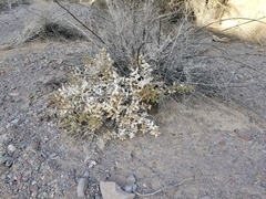 Ambrosia ilicifolia