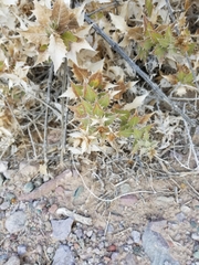 Ambrosia ilicifolia