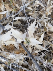 Ambrosia ilicifolia
