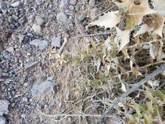 Ambrosia ilicifolia
