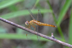 Crocothemis servilia