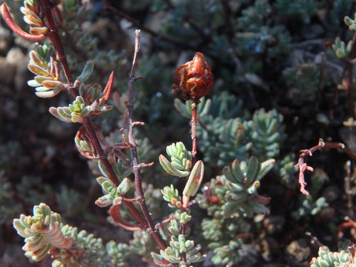 Hypericum confertum (Hypericum confertum)