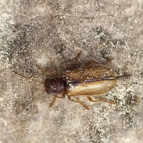 Syneta betulae