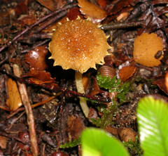 Inocybe scabriuscula