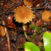 Inocybe scabriuscula - Photo (c) Jerry Cooper,  זכויות יוצרים חלקיות (CC BY), הועלה על ידי Jerry Cooper