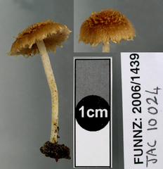 Inocybe scabriuscula