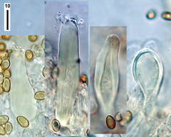 Inocybe scabriuscula