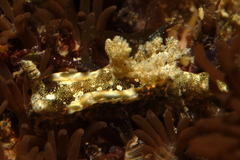 Goniodoris joubini