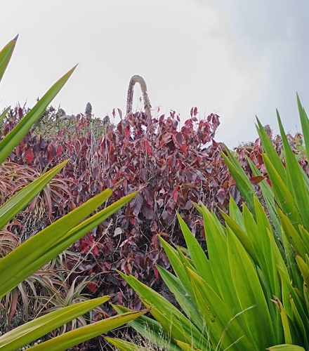 Acalypha amentacea subsp. wilkesiana image