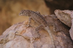 Sceloporus merriami