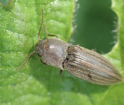 Lined Click Beetle, Nationaal Park Loonse en Drunense Duinen, Udenhout, Brabant, NL, photo 5 of 10