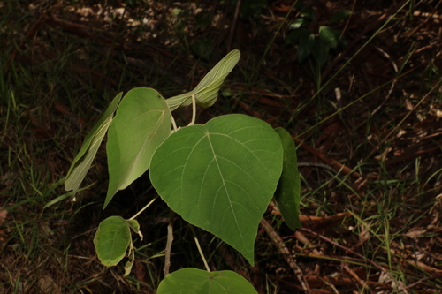Image of Mallotus mollissimus by (c) Greg Tasney, some rights reserved (CC BY-SA)