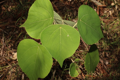 Image of Mallotus mollissimus by (c) Greg Tasney, some rights reserved (CC BY-SA)