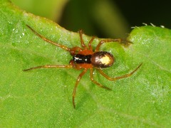 Theridula
