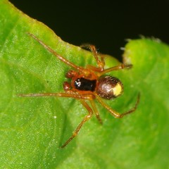 Theridula