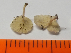 Clitopilus scyphoides image