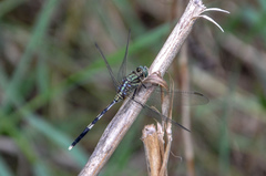 Orthetrum sabina