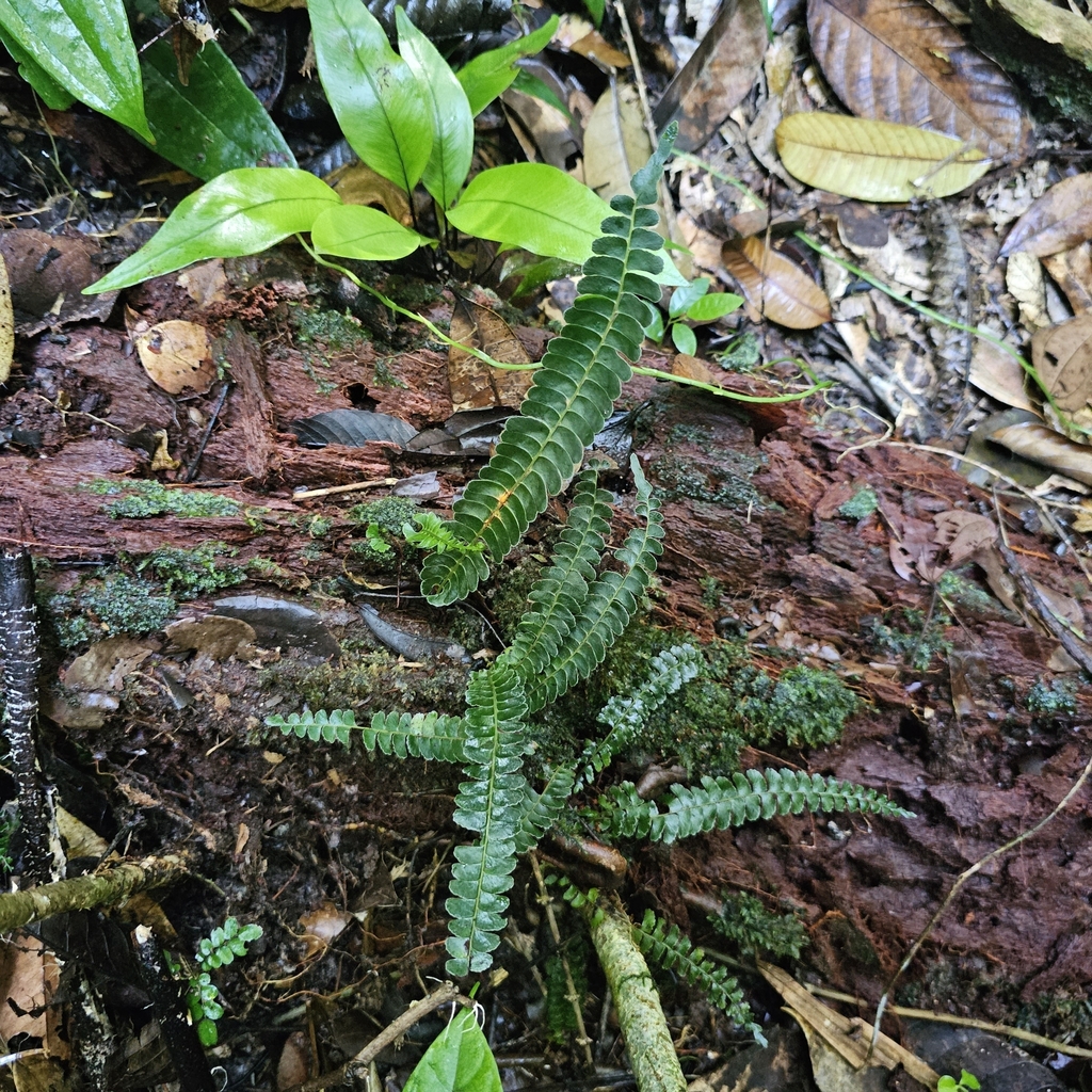 Lindsaea doryphora (Lindsaea doryphora)
