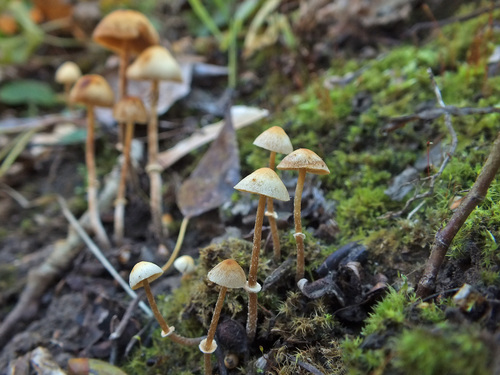Conocybe arrhenii image