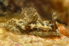 Goniodoris joubini