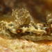 Goniodoris joubini - Photo (c) Erwin Koehler, some rights reserved (CC BY-NC), uploaded by Erwin Koehler