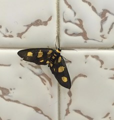 Pseudeuchromia maculifera