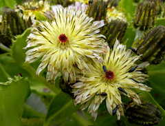 Sonchus grandifolius