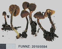 Inocybe scobifera