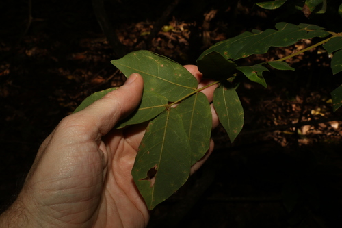 Image of Archidendron lovelliae by (c) Greg Tasney, some rights reserved (CC BY-SA)