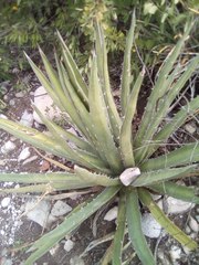 Agave difformis