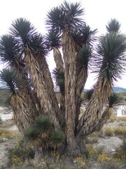 Yucca filifera