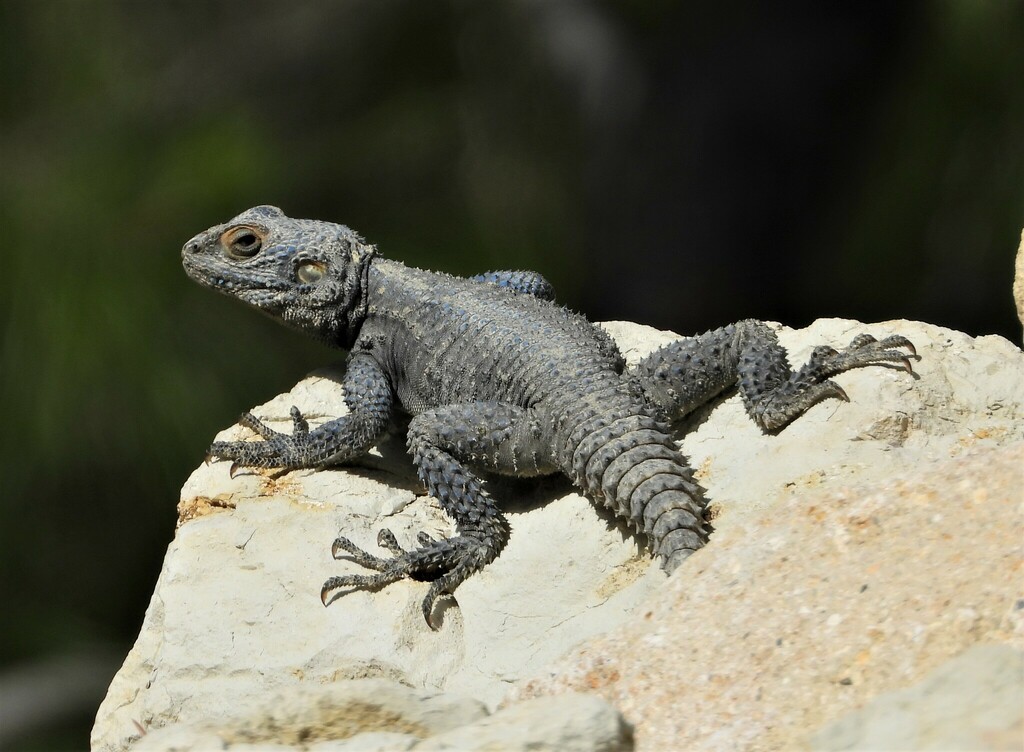 Roughtail Rock Agama (Laudakia stellio)