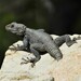 Roughtail Rock Agama - Photo (c) joseproma, some rights reserved (CC BY-NC)