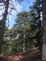 Pinus nigra pallasiana