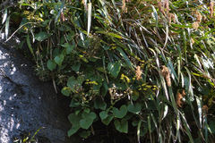 Brachyglottis turneri