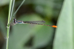 Agriocnemis femina