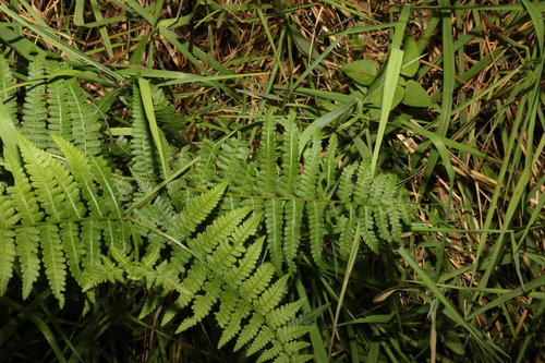 Image of Hypolepis muelleri by (c) Greg Tasney, some rights reserved (CC BY-SA)