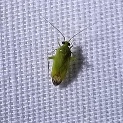 Phytocoris vanduzeei