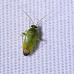 Phytocoris vanduzeei