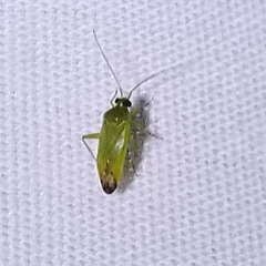 Phytocoris vanduzeei