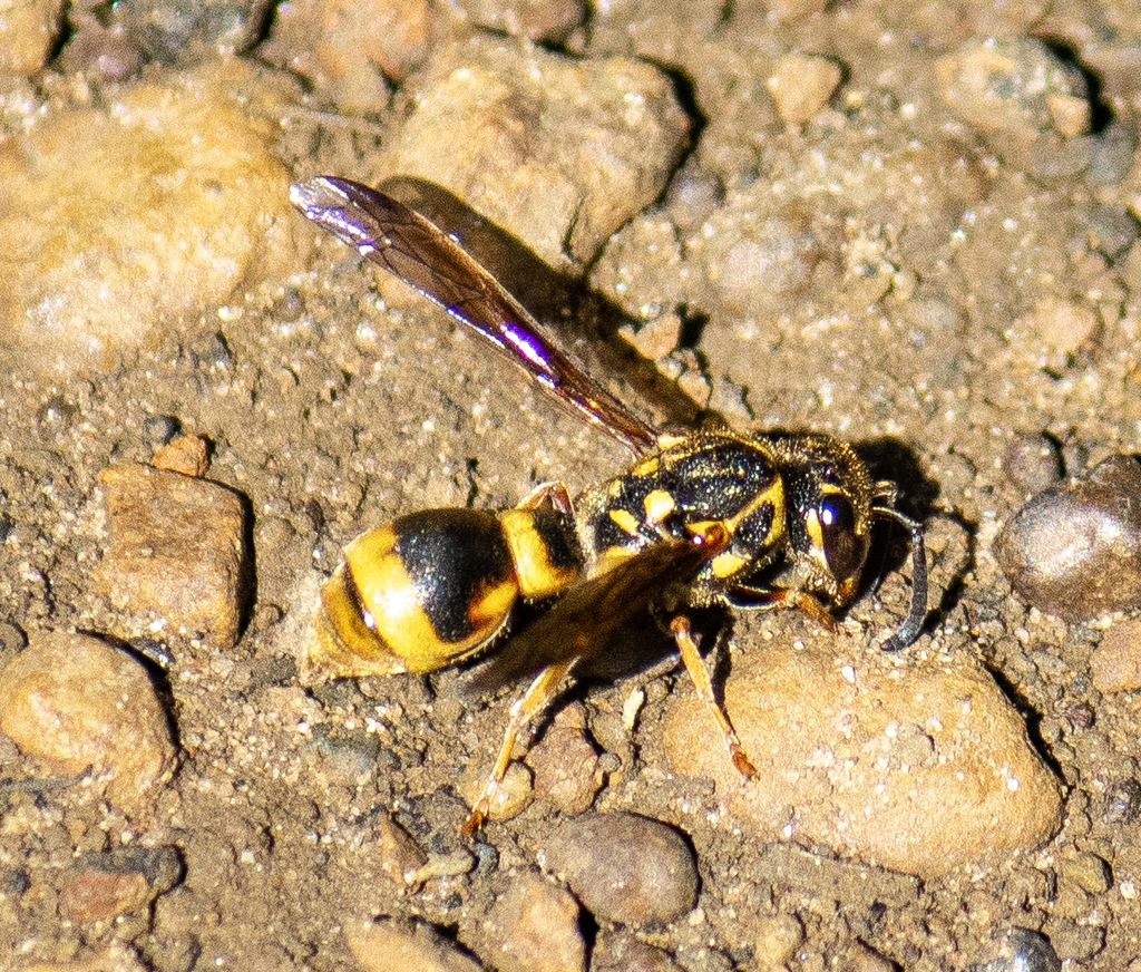 Paralastor constrictus