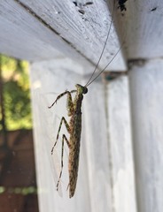 Humbertiella ocularis