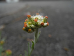 Helichrysum luteoalbum image