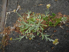 Helichrysum luteoalbum image