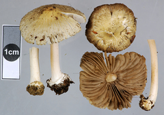 Inocybe sylvicola