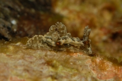 Goniodoris joubini
