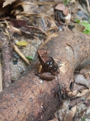 Caracas Collared Frog photo 2