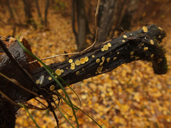 Hymenoscyphus calyculus