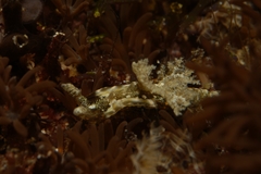 Goniodoris joubini