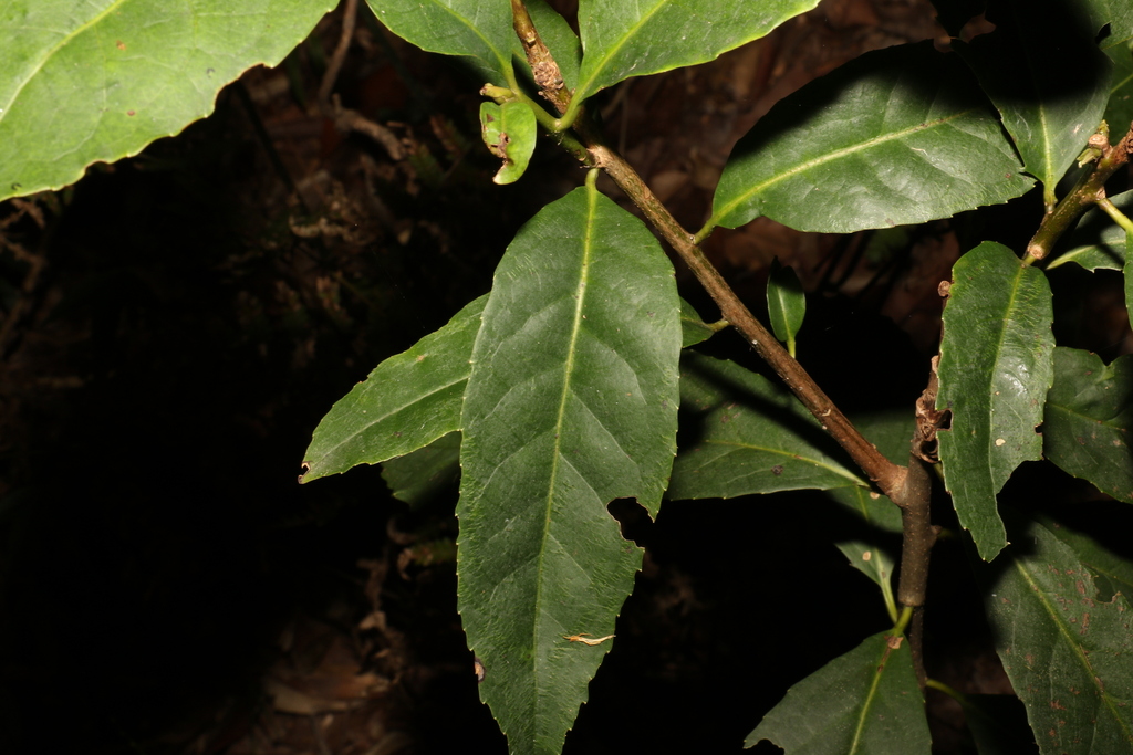 White Hazelwood from Noosa Bal, Queensland, Australia on May 27, 2023